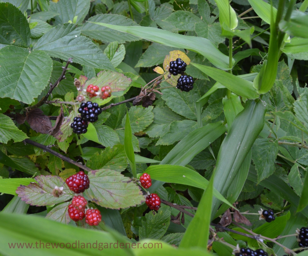 Blackberries growing wild!