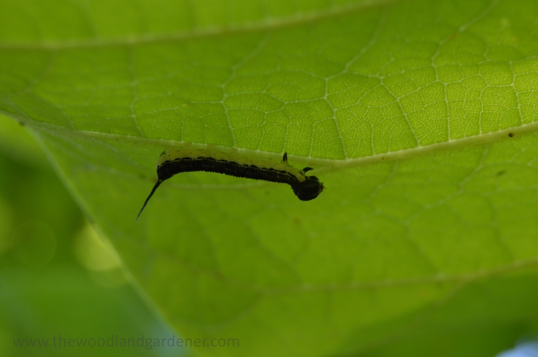 Cute little upside down caterpillar