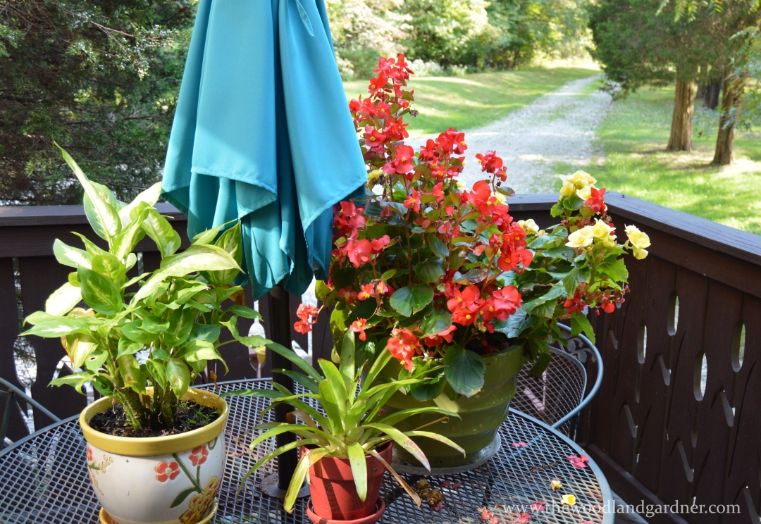 Annuals that are still going strong and houseplants that have yet to come back in for the winter