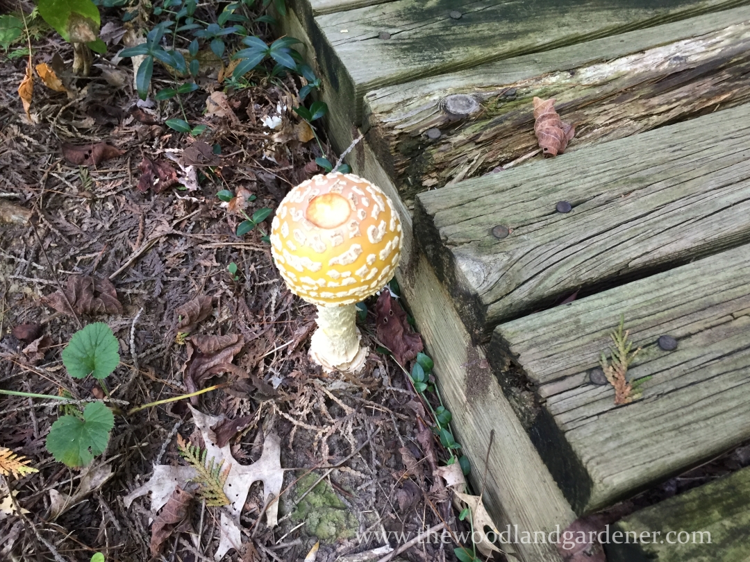 Cute little mushroom near the Troll Bridge