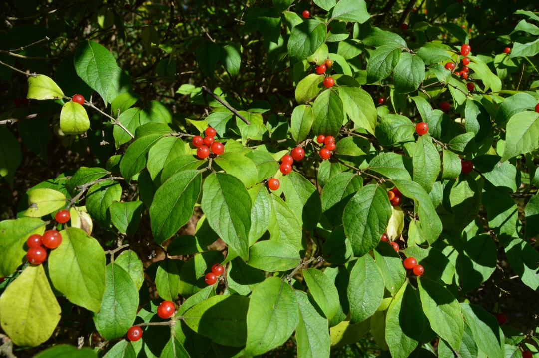 honeysuckle berries - the birds love these!