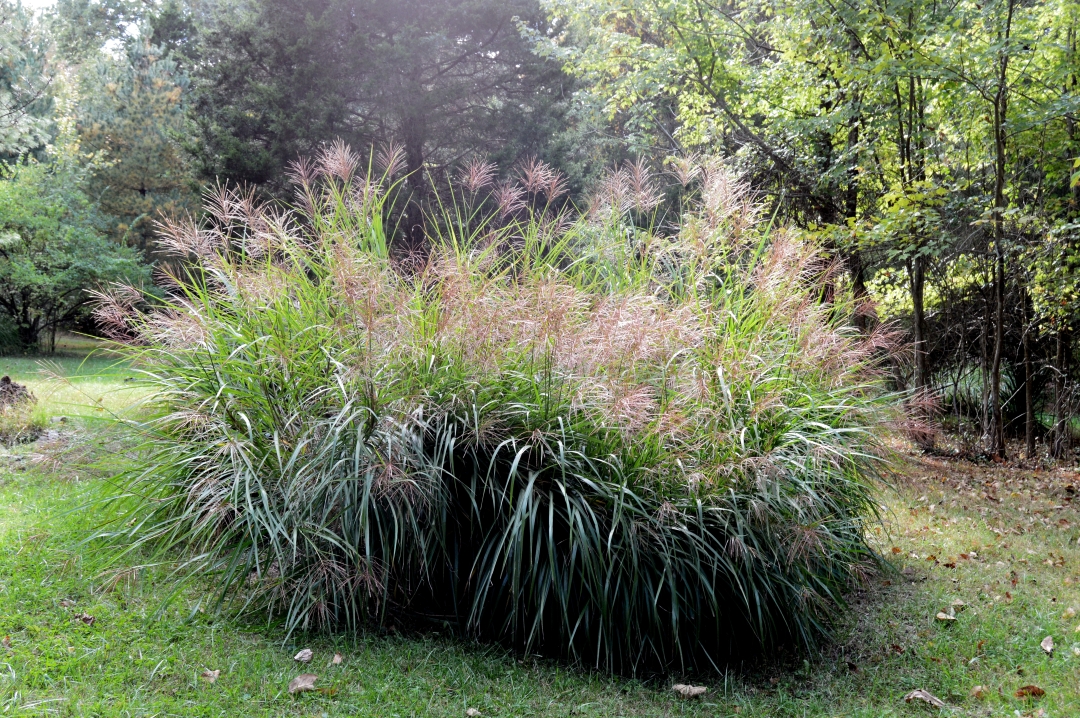 decorative grasses in the autumn